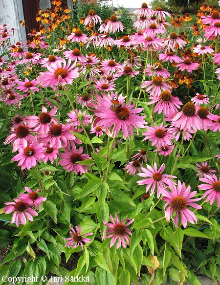  Echinacea purpurea 